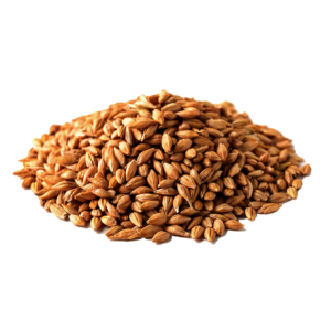 Malted barley-1 Barley